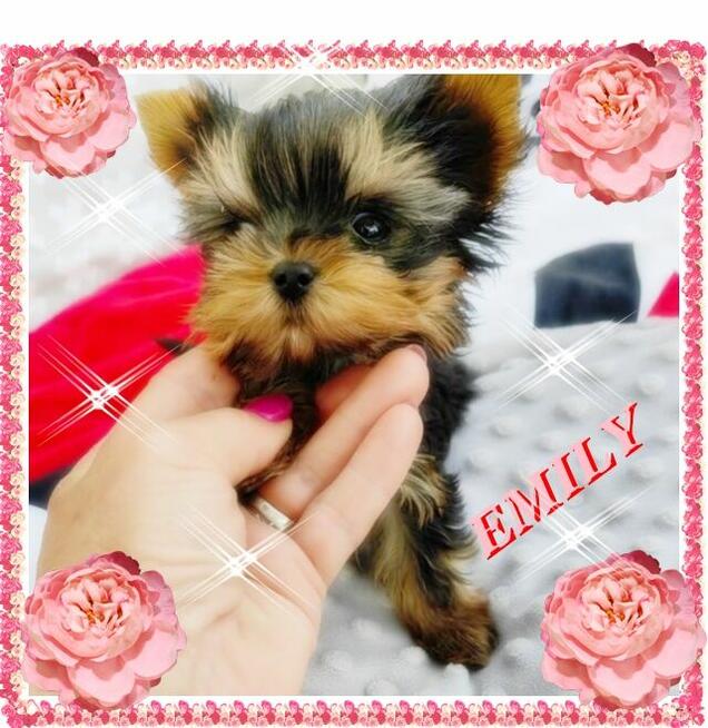 York, Yorkshire Terrier!Elitarne MICRO CUDEŃKA-XXXS dla VIP!