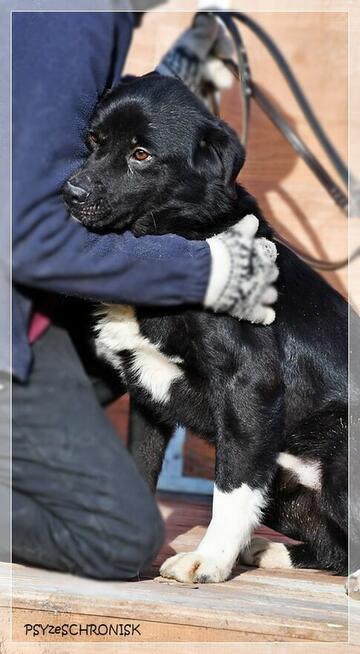 Cypis – cały radosny, pokocha Ciebie i Twoją rodzinę