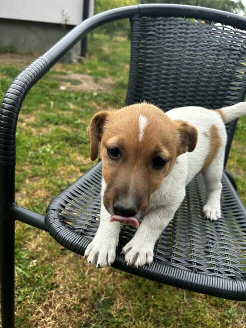 Mała dama, wielkie serce – Jack Russell z rodowodem czeka!