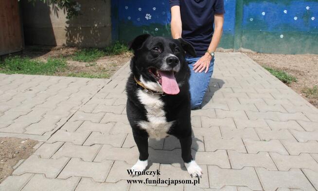 Wrończyk po śmierci właściciela szuka domu