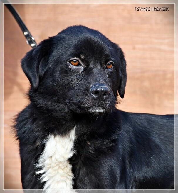 Cypis – cały radosny, pokocha Ciebie i Twoją rodzinę