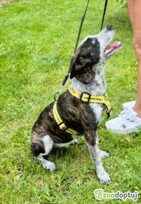 XENIA - 6 kg sunia ma kilka dni na znalezienie domu, PILNE