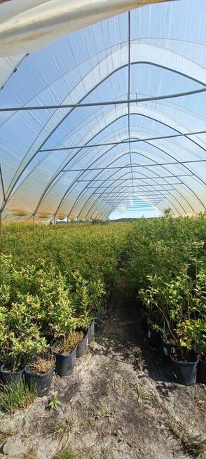 Sadzonki borówki amerykańskiej - Bluecrop, Nelson, Sierra, E