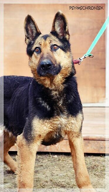 Gerda – przyjazna, nieco starsza sunia szuka spokojnego domu