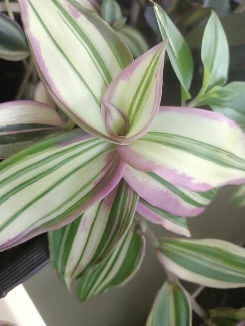 Trzykrotki zestaw 20 odmian Nanouk Zebrina Yellow Hill