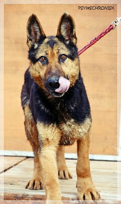 Gerda – przyjazna, nieco starsza sunia szuka spokojnego domu