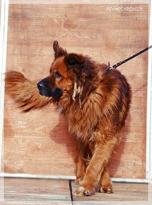 Gasper – wielkopies z charakterem szuka doświadczonego domu