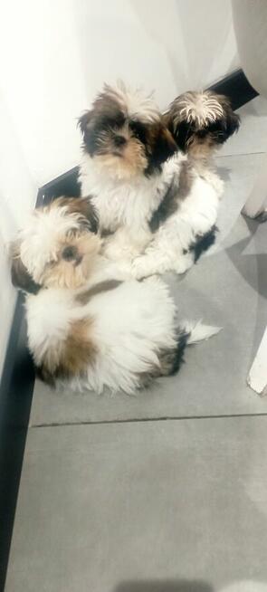 Shih tzu szczeniaki
