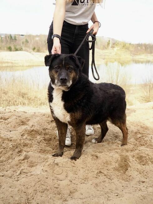 Ajman-cudowny pies czeka na wyjątkowy dom-adopcja