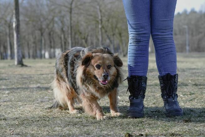 Walduś-niewielki delikatny pies do adopcji