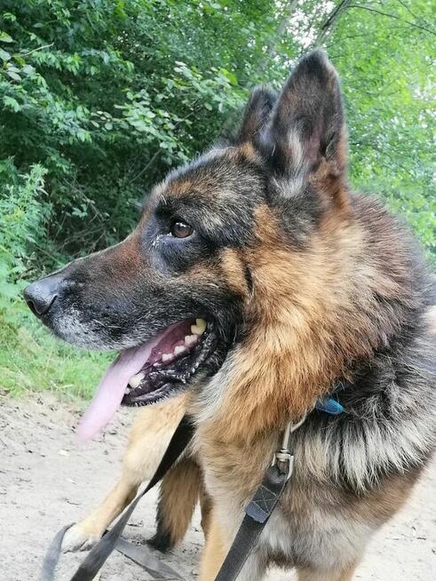 MAKS spokojny pies w typie owczarka niemieckiego szuka domu