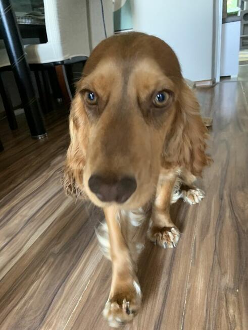 Cocer Spaniel Angielski