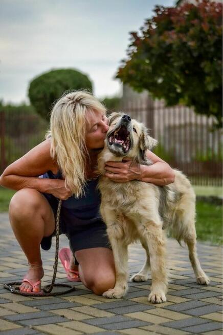 Bambosz-pies po przejściach czeka na dom-adopcja