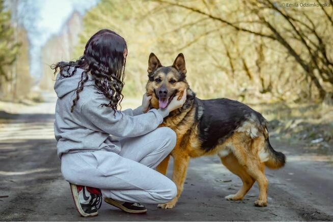 Demon-odpowiedzialny i świadomy dom poszukiwany-adoptuj psa