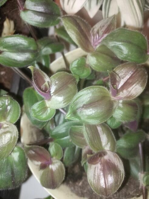 Trzykrotki mega duży zestaw 20 odmian w tym kolekcjonerskie