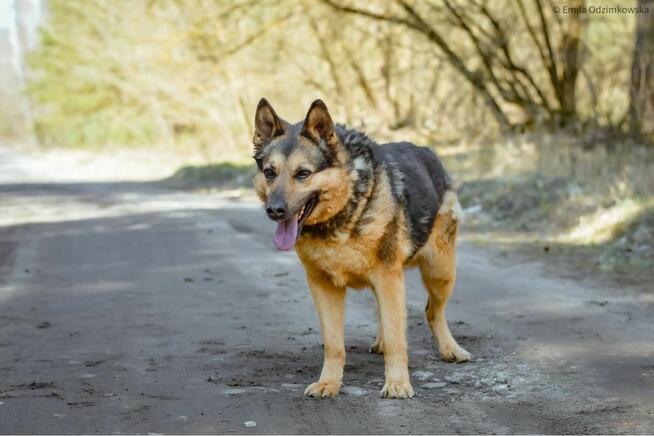 Demon-odpowiedzialny i świadomy dom poszukiwany-adoptuj psa