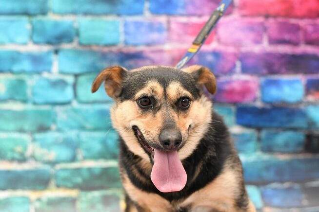 Nieśmiała Lala szuka rodzinki do pokochania!