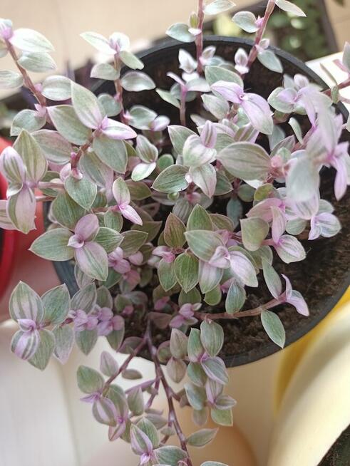 Trzykrotki mega duży zestaw 20 odmian w tym kolekcjonerskie