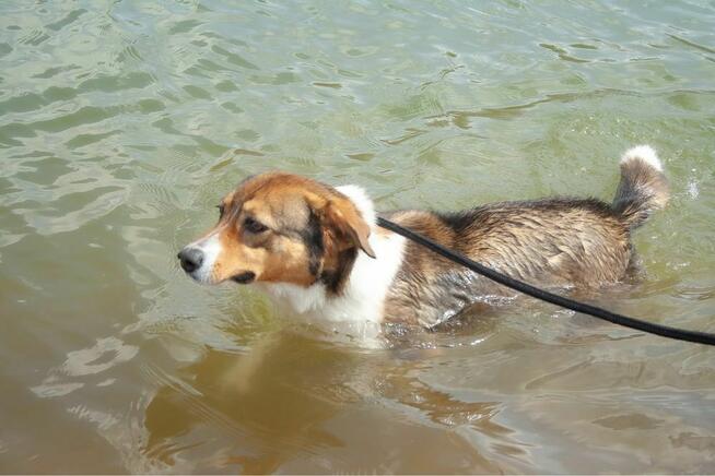 Rumpel-piękny pies czeka na wyrozumiały dom-adopcja