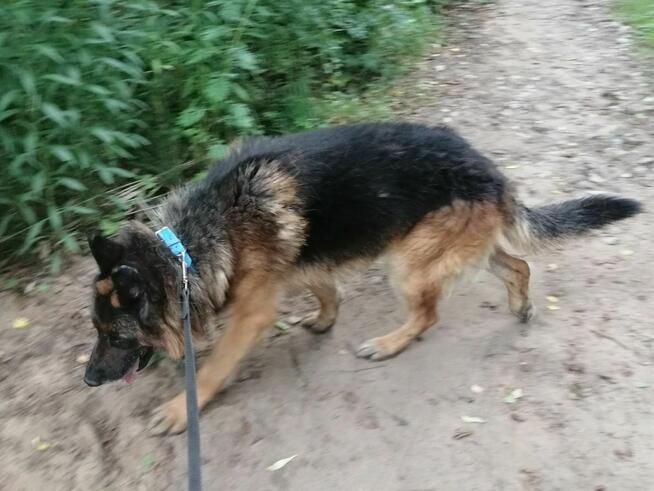 MAKS spokojny pies w typie owczarka niemieckiego szuka domu