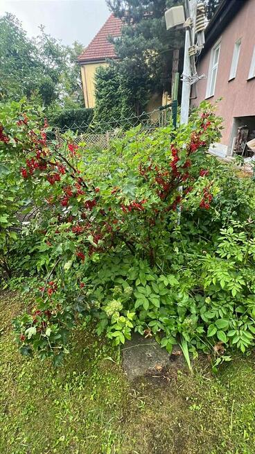 Sprzedam mieszkanie 50,4 m² – Oliwa, ul. Grottgera – ogródek