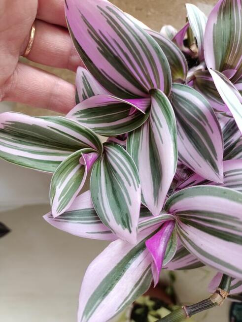 Trzykrotki mega duży zestaw 20 odmian w tym kolekcjonerskie