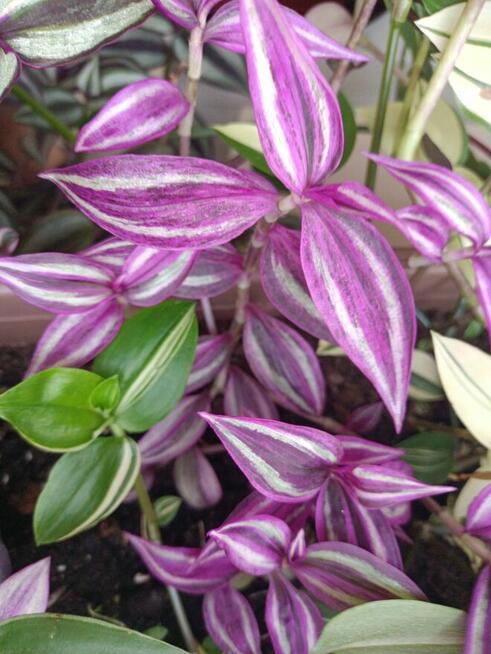 Trzykrotki mega duży zestaw 20 odmian w tym kolekcjonerskie