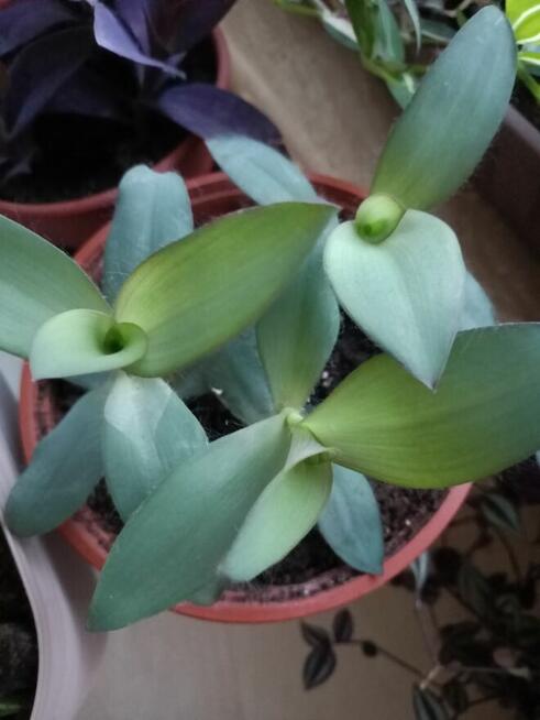 Trzykrotki mega duży zestaw 20 odmian w tym kolekcjonerskie