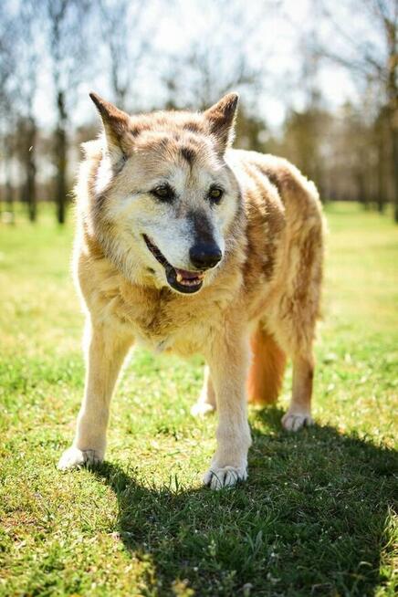 Pixi-starsza ruda suczka do pilnej adopcji