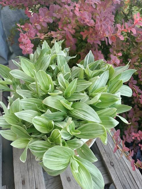 Trzykrotki mega duży zestaw 20 odmian w tym kolekcjonerskie