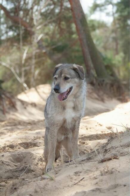 Rebus- strdniej wielkości pies do adopcji