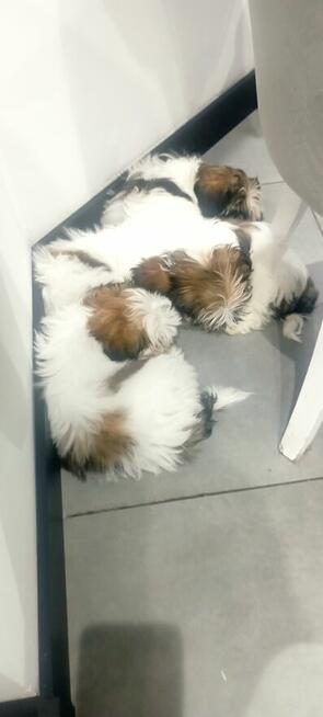 Shih tzu szczeniaki