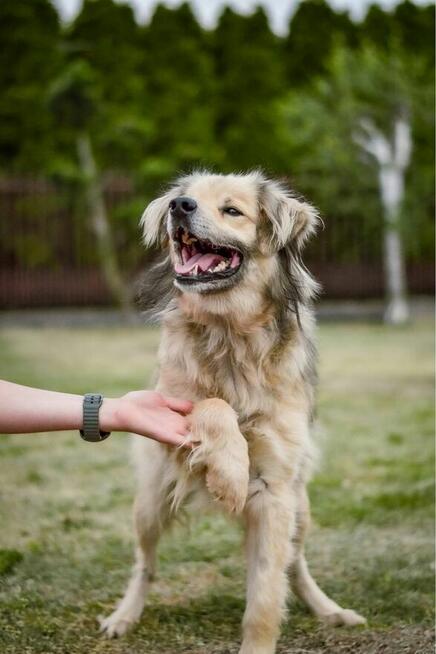 Bambosz-pies po przejściach czeka na dom-adopcja