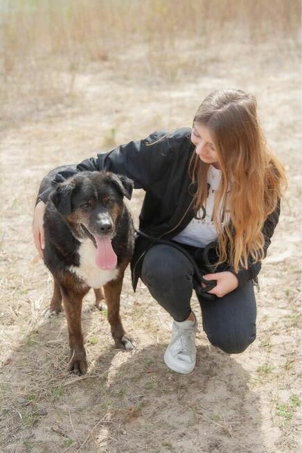 Ajman-cudowny pies czeka na wyjątkowy dom-adopcja