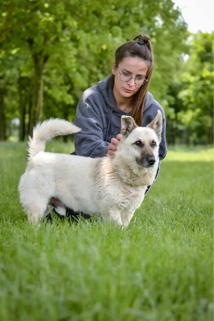 Biszkopt-cierpliwy i wyrozumiały dom poszukiwany dla psiaka