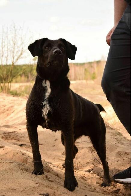 Denis- energiczny młody pies do adopcji