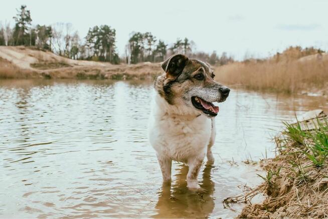 Malcolm-nispopodłogowy pies do adopcji
