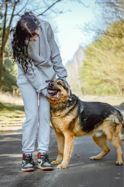 Demon-odpowiedzialny i świadomy dom poszukiwany-adoptuj psa