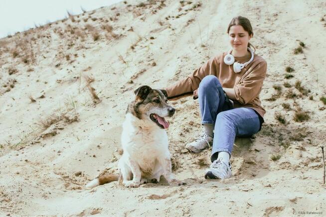 Malcolm-nispopodłogowy pies do adopcji