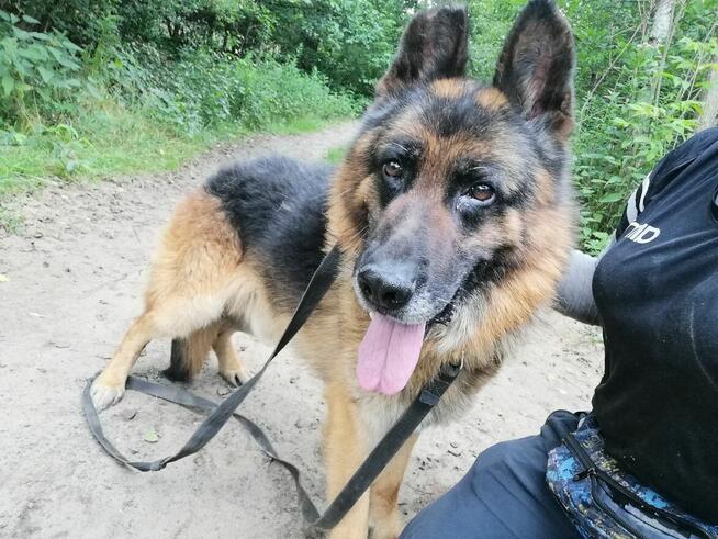 MAKS spokojny pies w typie owczarka niemieckiego szuka domu