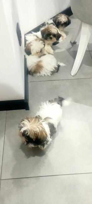 Shih tzu szczeniaki