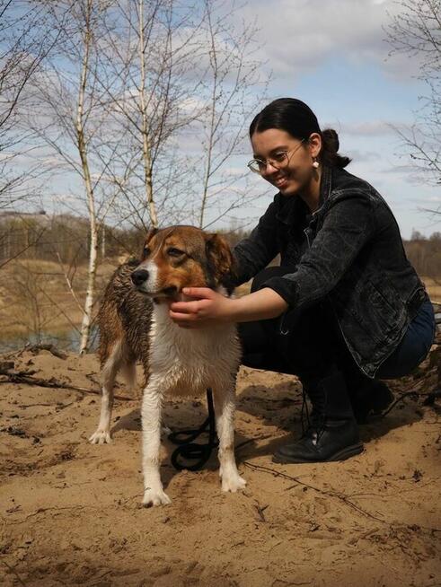 Rumpel-piękny pies czeka na wyrozumiały dom-adopcja