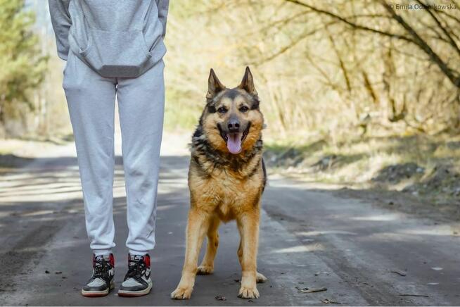 Demon-odpowiedzialny i świadomy dom poszukiwany-adoptuj psa