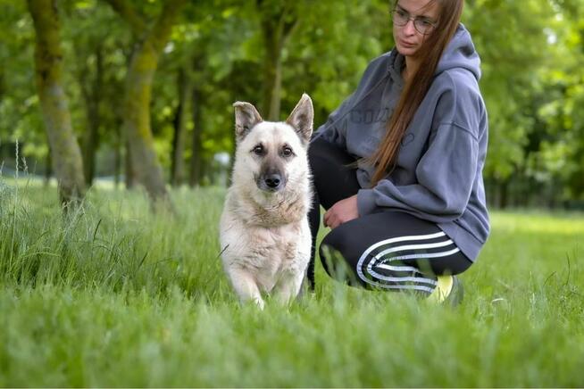 Biszkopt-cierpliwy i wyrozumiały dom poszukiwany dla psiaka