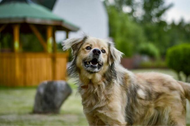 Bambosz-pies po przejściach czeka na dom-adopcja