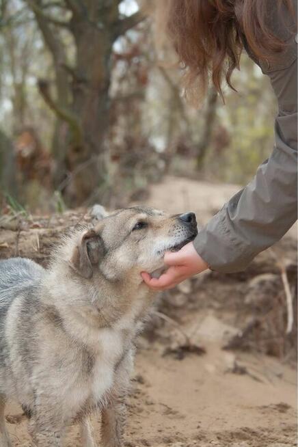 Rebus- strdniej wielkości pies do adopcji