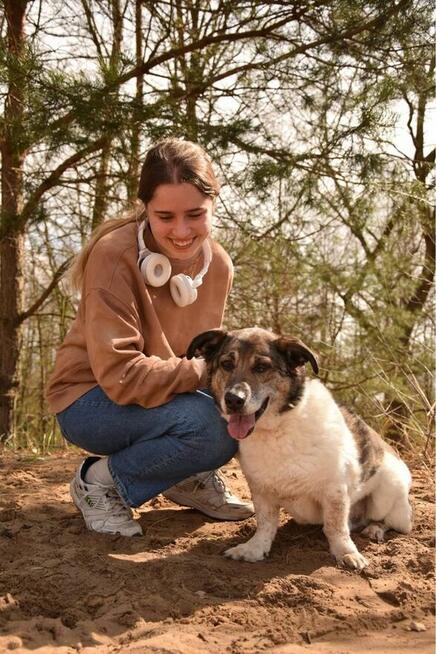 Malcolm-nispopodłogowy pies do adopcji