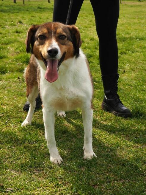 Rumpel-piękny pies czeka na wyrozumiały dom-adopcja