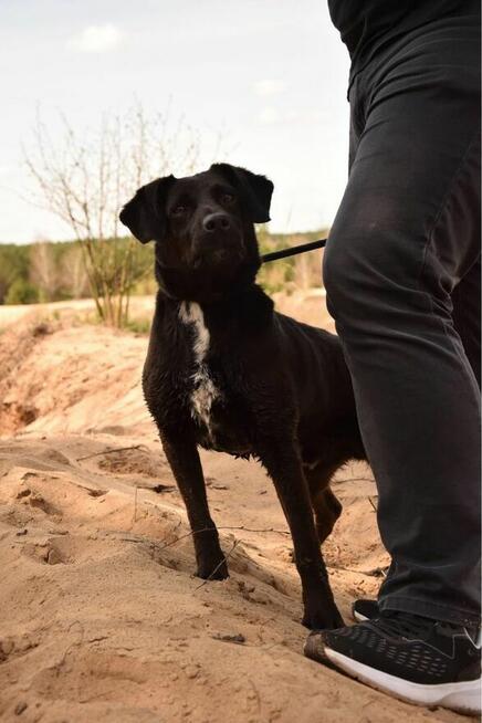 Denis- energiczny młody pies do adopcji