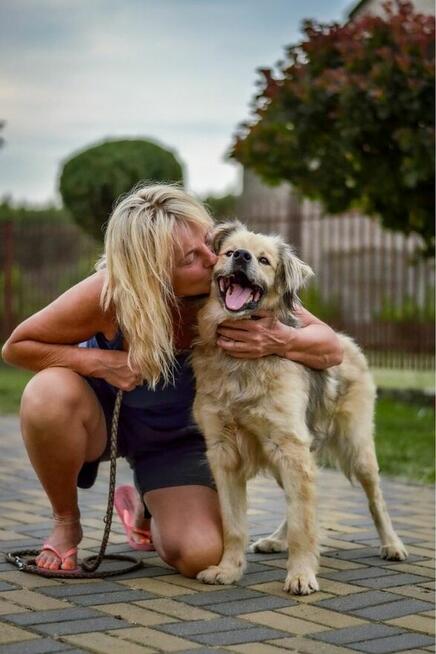 Bambosz-pies po przejściach czeka na dom-adopcja